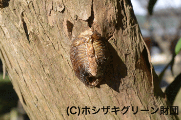 ハラビロカマキリの卵