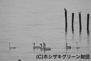 コハクチョウ