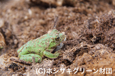 シュレーゲルアオガエル