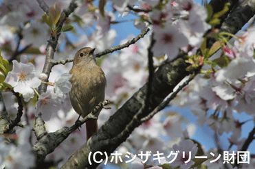 ジョウビタキ