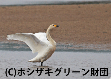 コハクチョウ