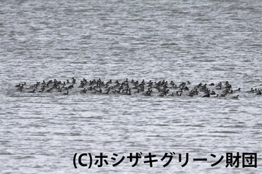 ハジロカイツブリの群れ