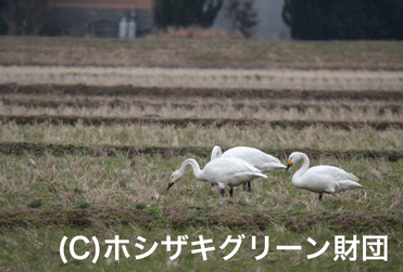 カモの足跡