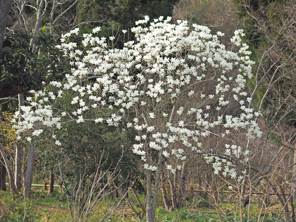 白い花モクレン