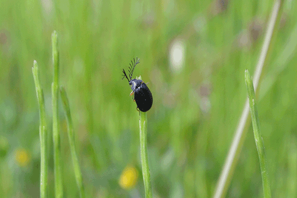 マルヒラタドロムシの成虫