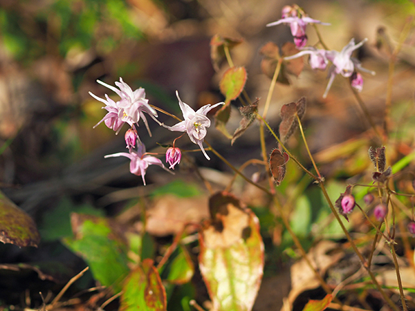 トキワイカリソウ