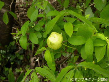 ナラリンゴ