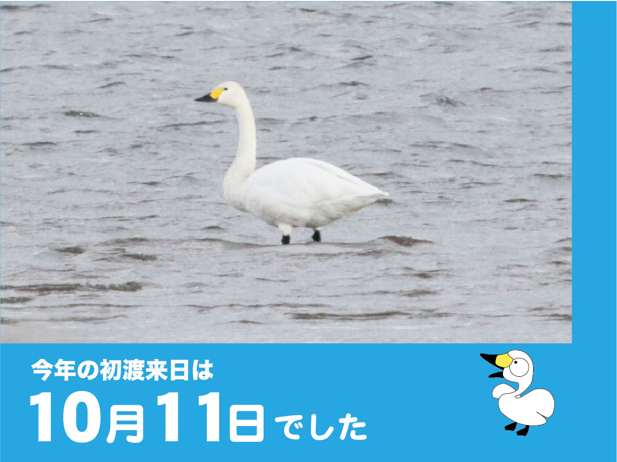 観察会 観察会