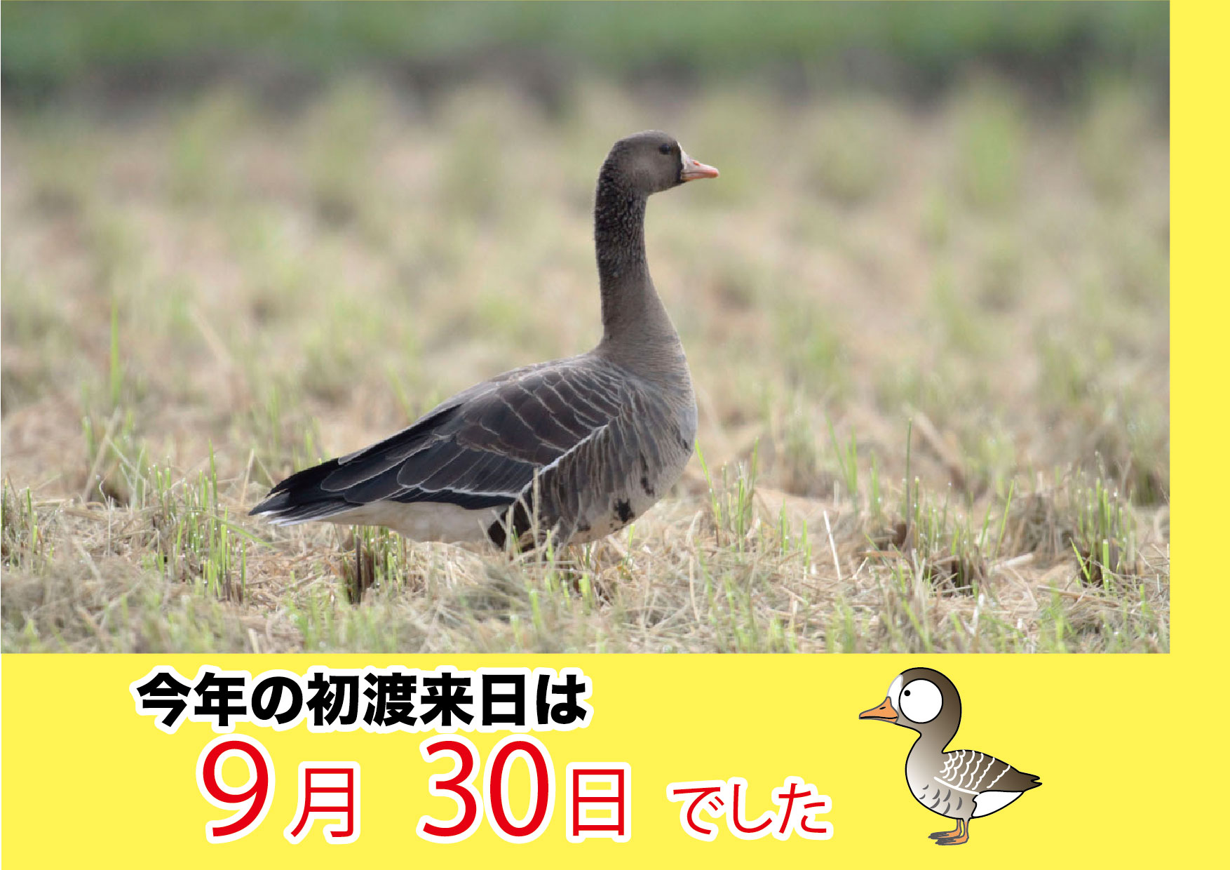 観察会 観察会