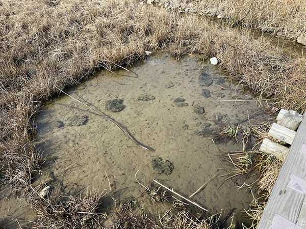 ニホンアカガエル ニホンアカガエル