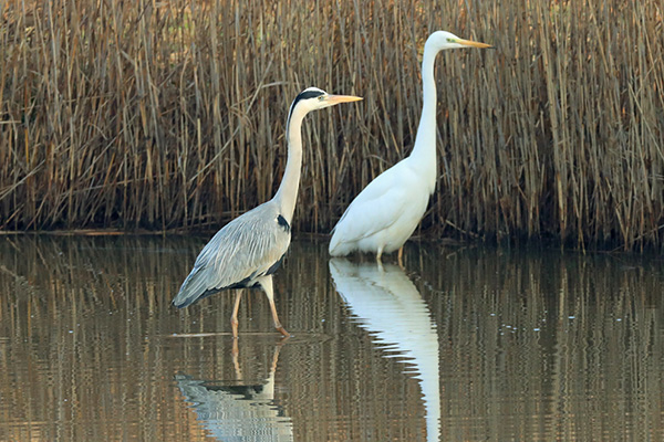 �A�I�T�M�ƃ_�C�T�M