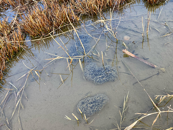 �j�z���A�J�K�G���̎Y��