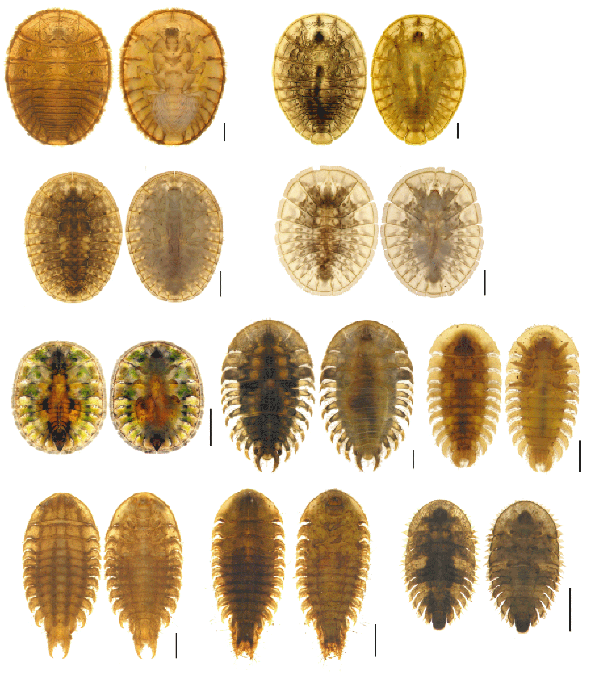 ヒラタドロムシ幼虫図鑑