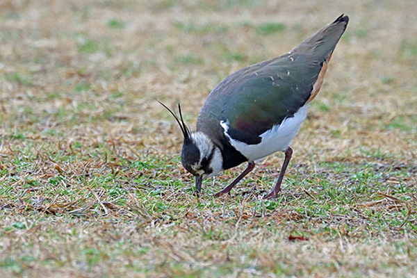 タゲリ タゲリ