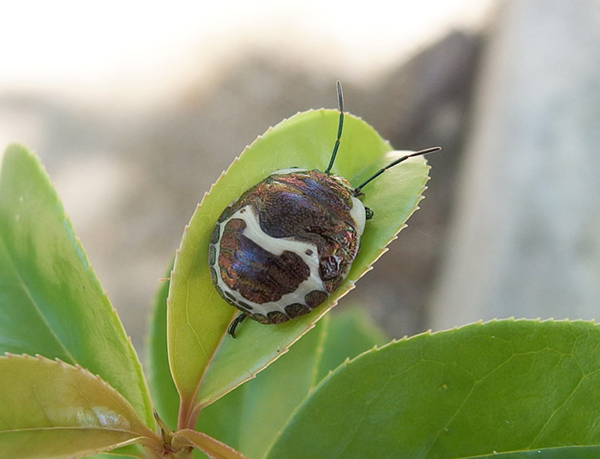 アカスジキンカメムシの幼虫