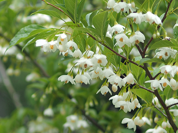 エゴノキの花