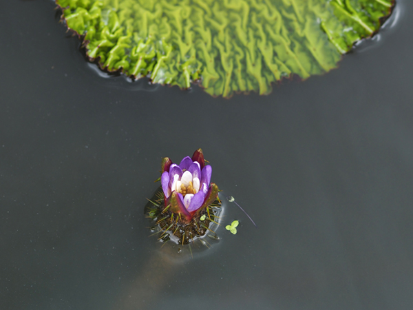 オニバスの花