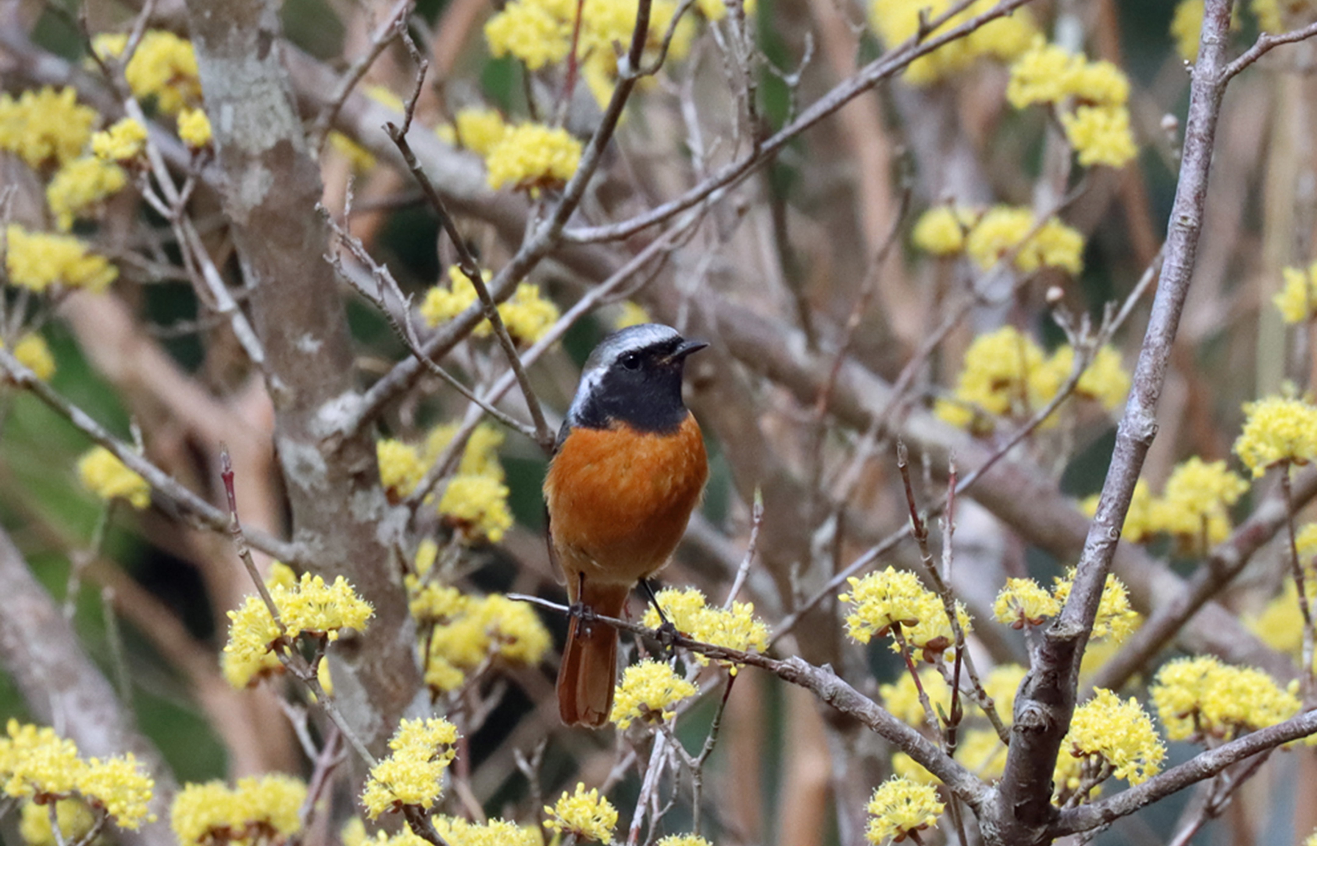 ミヤマホウジロ