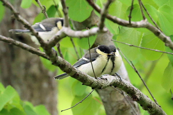 シジュウカラ幼鳥