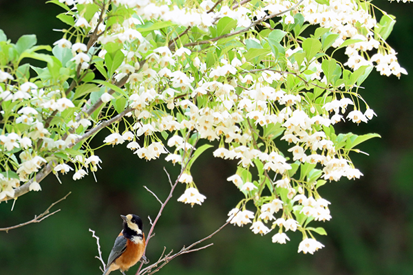 エゴノキの花とヤマガ