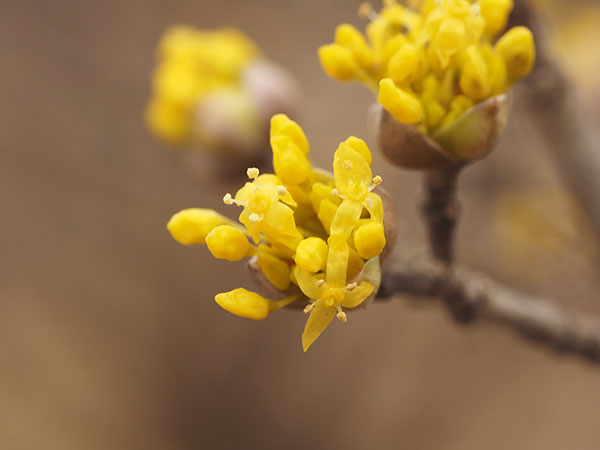 サンシュユ（ミズキ科）の花