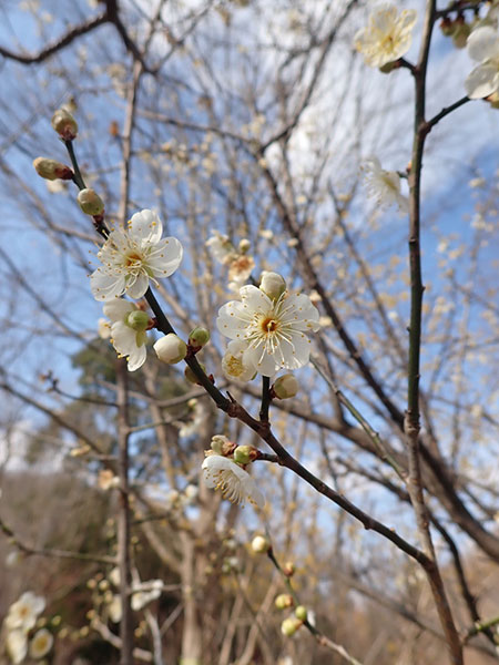 ウメの花