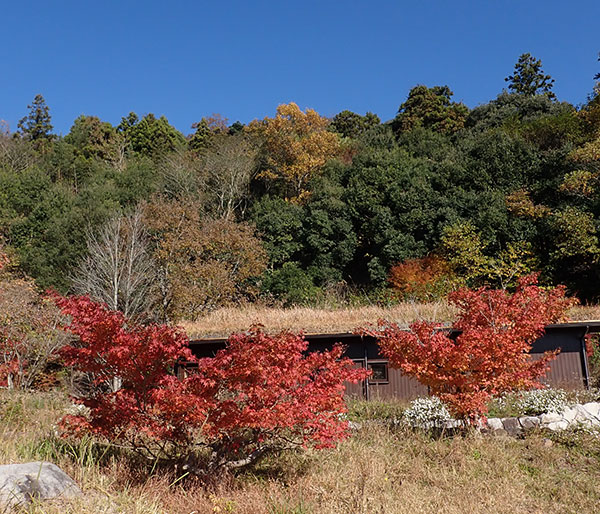 紅葉