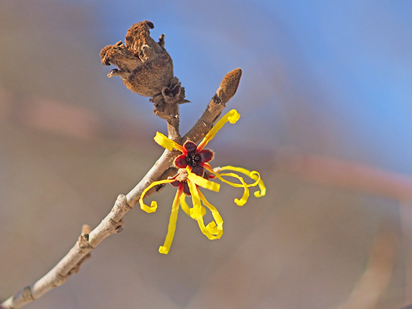 シナマンサク シナマンサク