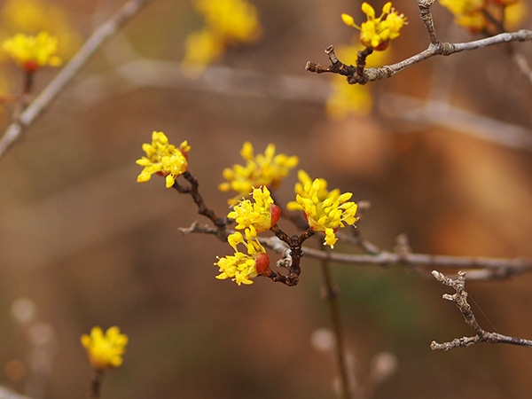 サンシュユ サンシュユ