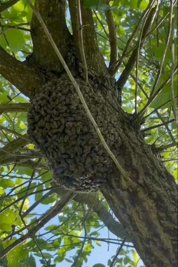 ミツバチ