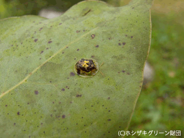 セモンジンガサハムシ