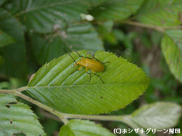 キイロナガクチキ