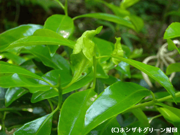 クロキの虫こぶ