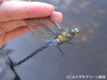 クロスジギンヤンマ