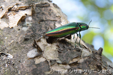 イボバッタ