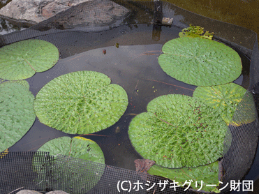 イボバッタ