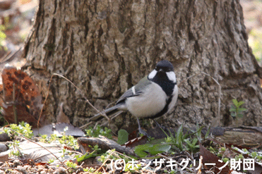 シジュウカラ