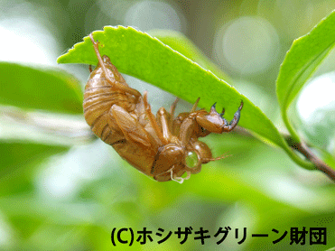 アブラゼミの抜け殻