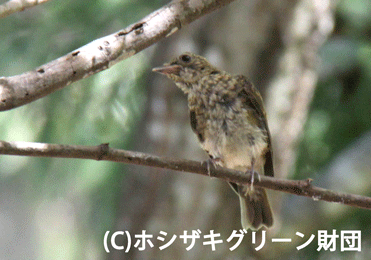 アブラゼミの抜け殻