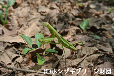 チョウセンカマキリ