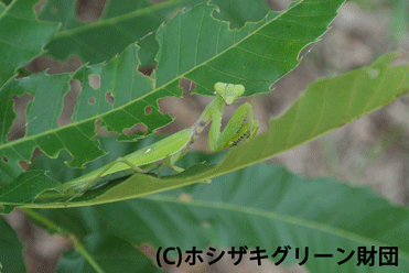 ハラビロカマキリ