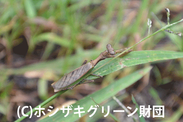 ヒメカマキリ